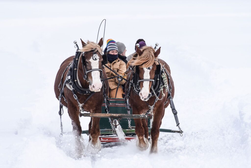 Two large brown horses are led through the snow.