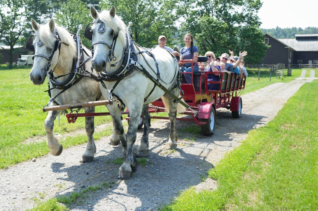 Two white horses pull a cart full of people.