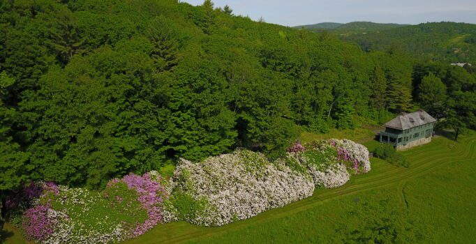 A row of flowering bushes.