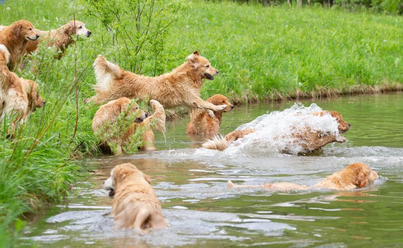 Several dogs jumping into a pond in Vermont.