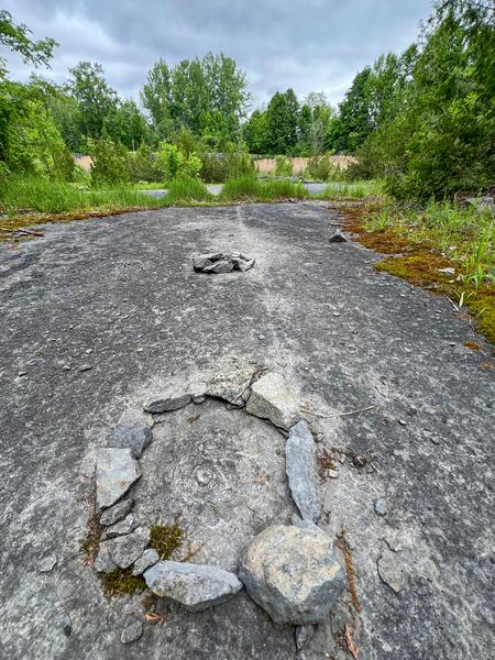 Fossils surrounded by rocks.