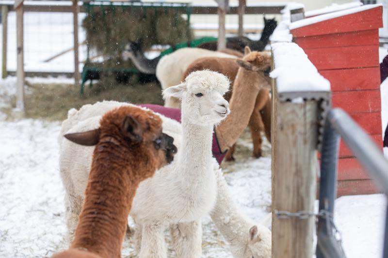 Brown and white alpacas waiting by a fence.