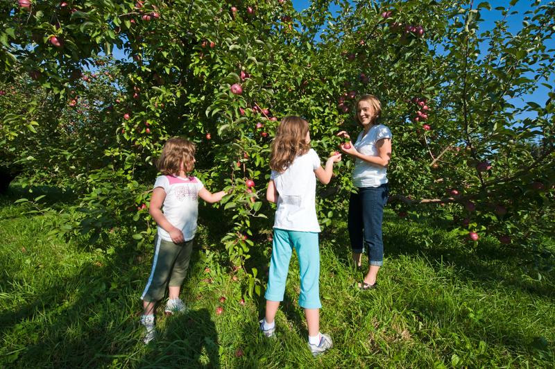 A family picking apples from a tree on a clear, sunny day.