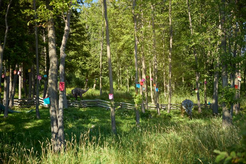 A sunlit, grassy clearing in a dense forest where dozens of brightly colored birdhouses are attached to the trunks of slender green trees.