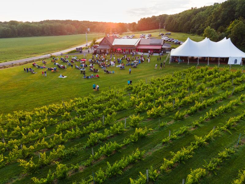 An aerial view of an outdoor evening event at a vineyard during sunset, featuring a large white tent, a main building with rooftop solar panels, rows of grapevines in the foreground, and a crowd of people gathered on a vast green lawn.