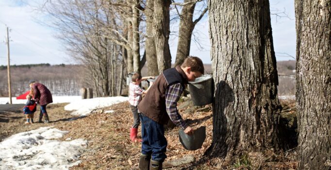 A person collects sap from a maple tree in a bucket. Behind them, a small group of other people are walking around. There is still snow visible on the ground.