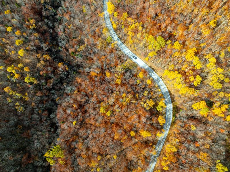 Seen from above, a road winds through a forest with trees. Most of their leaves have dropped, but some yellow leaves are still visible.