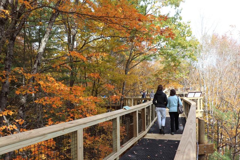 Two people walk along a boardwalk in the fall. Red, orange, and yellow leaves on trees are visible on the left of the boardwalk path.