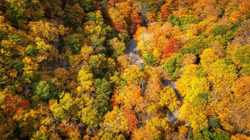 Seen from above, trees in the fall with orange and yellow leaves on full display.