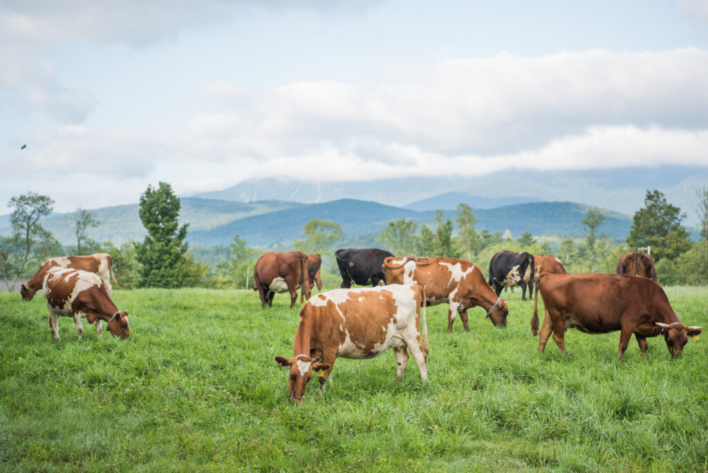 Cows graze outdoors in a pasture.