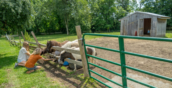 Two people feeding miniature horses through a fence at a farm in the summer.