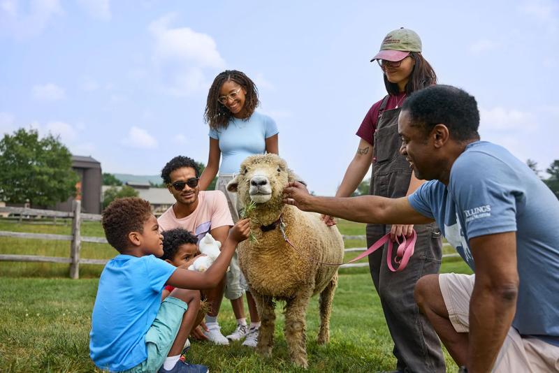 Four adults and two children pet a sheep outdoors at a farm in summer.