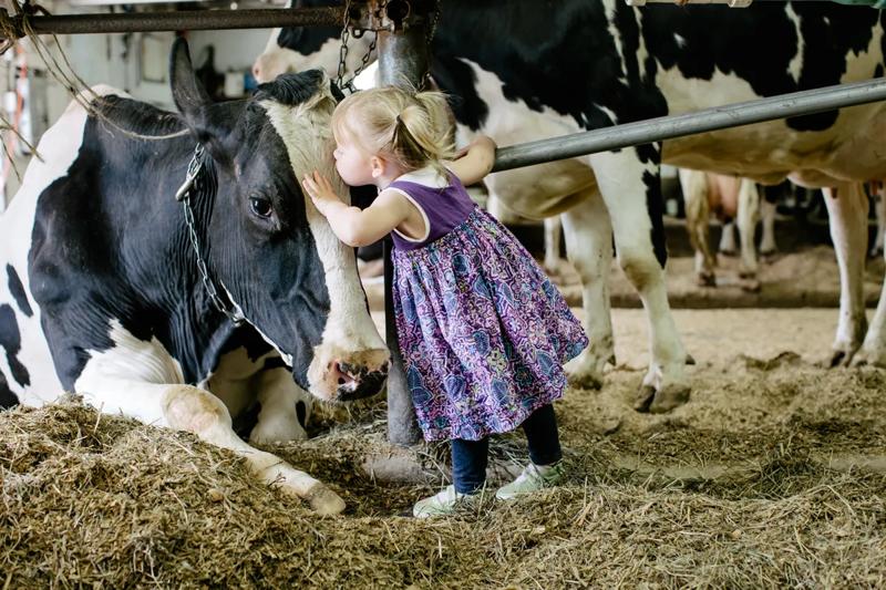 A child kisses a cow on the head indoors at a barn.
