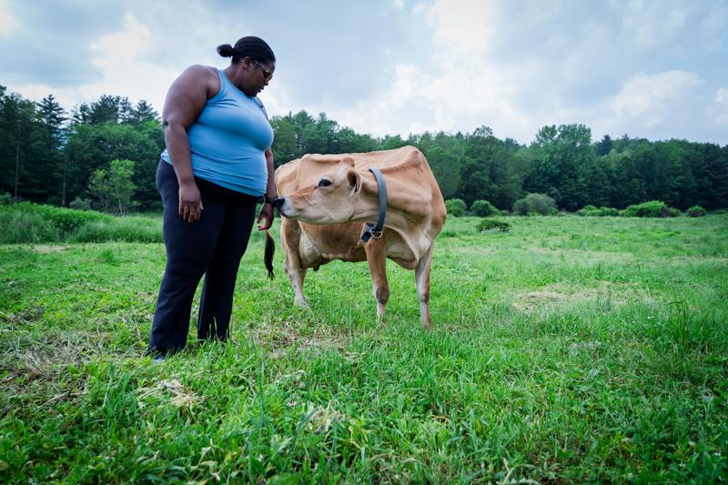 A person holds out their hand for a cow to come closer in a field outdoors in summer.