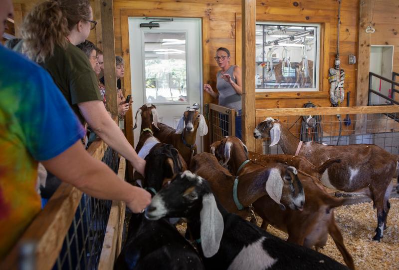 A group of people interact with a herd of goats indoors at a farm while another person addresses the group.