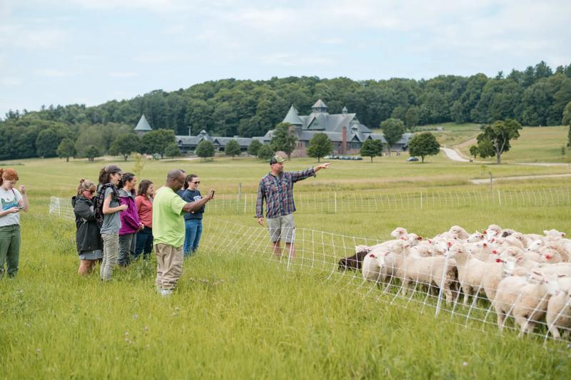 A group of people watch a herd of sheep from outside the fence. Some are taking photos or videos. Another person addresses the group from inside the fence.