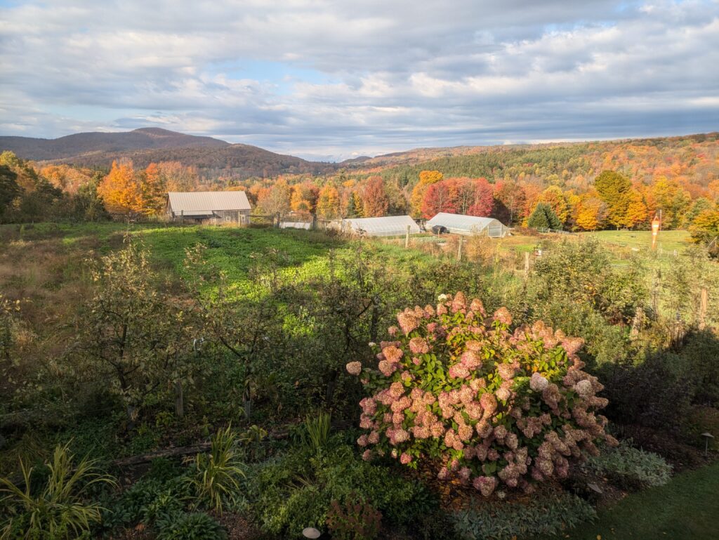 Hydrangeas bloom in the foreground of this image of a series of barns photographed from outside in the fall. Behind the barns, mountains covered with red, orange, and yellow trees rise.