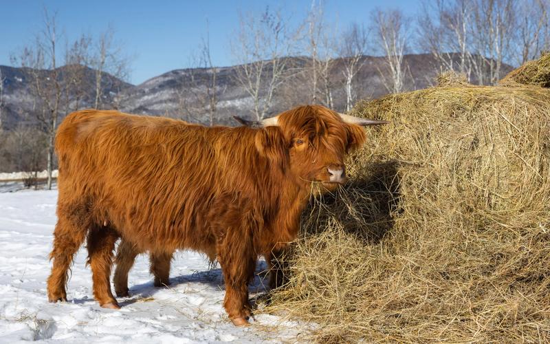 A brown highland cow stands in the snow beside a haybale.
